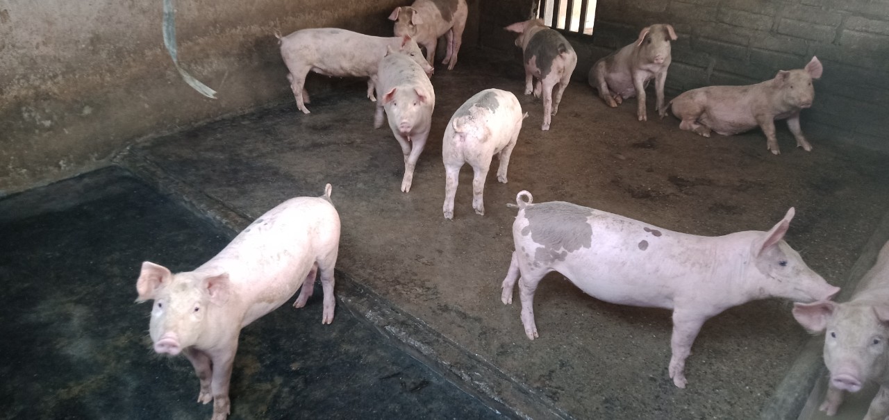 Anh Nguyễn Quốc Toản, thôn Minh Thắng, xã Việt Vinh phát triển kinh tế gia đình nhờ chăn nuôi lợn.