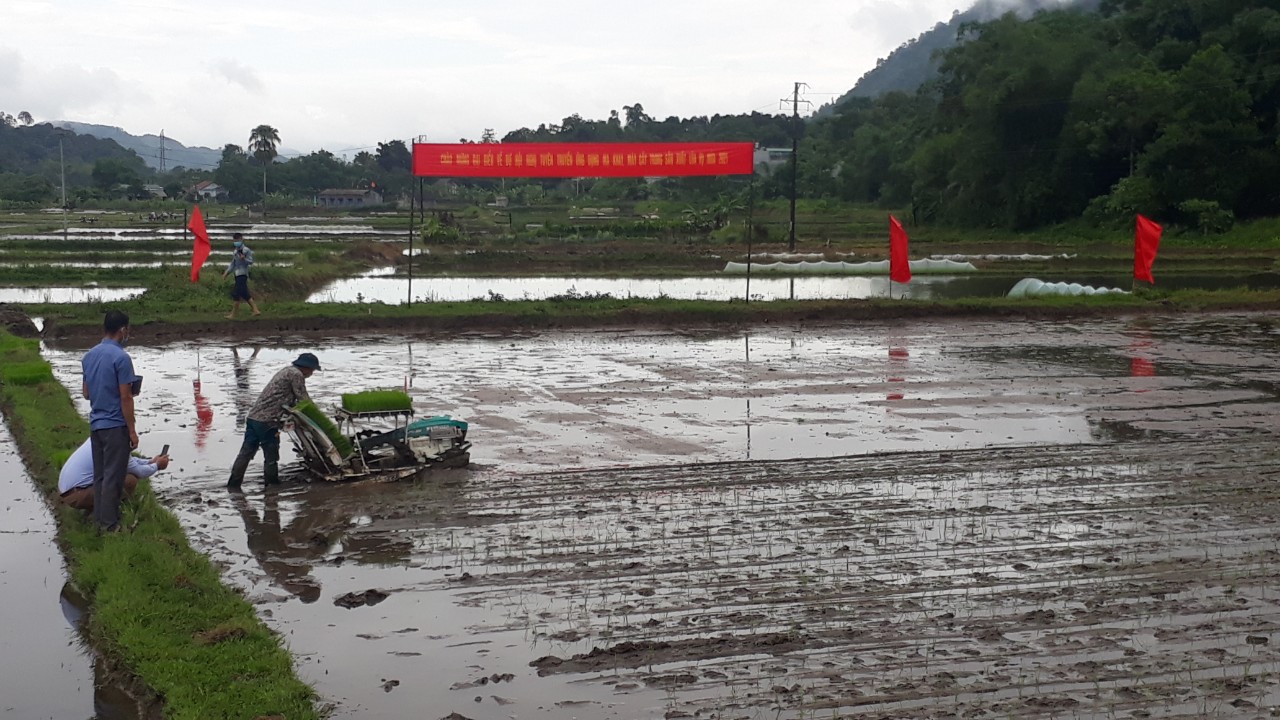 Phòng nông nghiệp và PTNT huyện phối hợp với xã Việt Vinh tổ chức trình diễn cấy bằng máy thuộc dự án sản xuất lúa chất lượng cao, đặc sản theo hướng hữu cơ gắn với gieo mạ khay, cấy máy.
